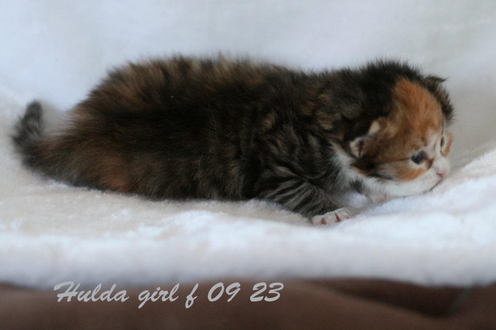 huldagirlf0923huldaisaveryboldandplayfulkitten2.jpg