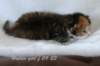huldagirlf0923huldaisaveryboldandplayfulkitten2_small.jpg