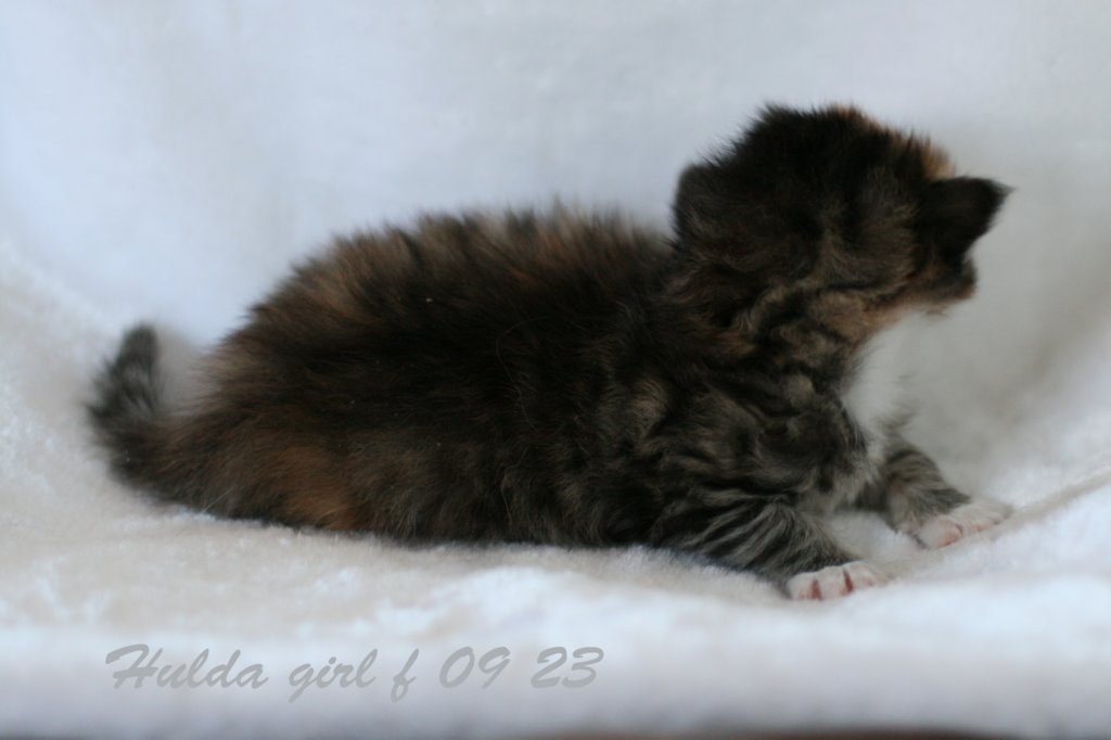 huldagirlf0923huldaisaveryboldandplayfulkitten3.jpg