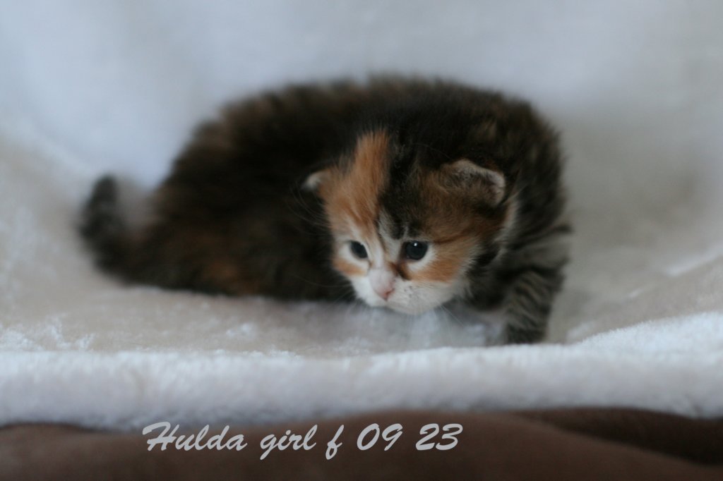 huldagirlf0923huldaisaveryboldandplayfulkitten4.jpg
