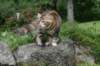 img_5743_small.jpg
