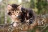 hadassa7weeks452013_small.jpg