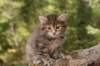 img_7601_small.jpg