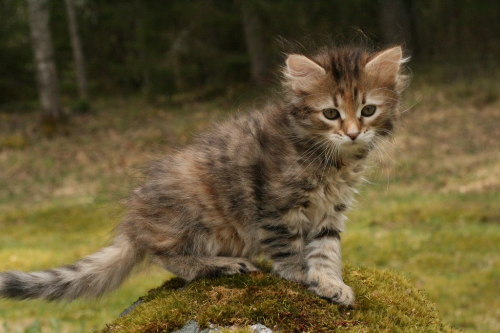 hannagirl8weeks1352013.jpg