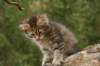 img_9800_small.jpg
