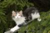 hooseaboy8weeks1352013_small.jpg