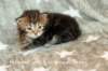 hefsibafgirl4clbrowntabbyimg_45372_small.jpg