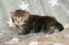 hefsibafgirl4clbrowntabbyimg_4538_small.jpg