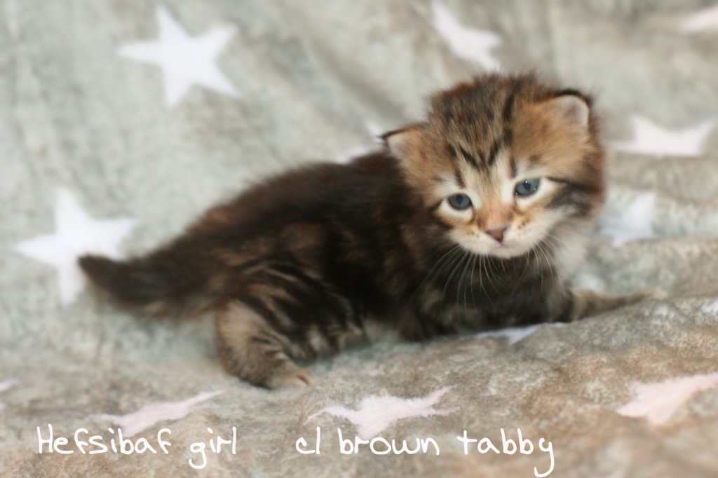hefsibafgirl4clbrowntabbyimg_45412.jpg