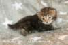 hefsibafgirl4clbrowntabbyimg_45412_small.jpg