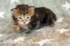 hefsibafgirl4clbrowntabbyimg_4542_small.jpg