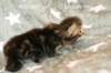 hefsibafgirl4clbrowntabbyimg_4544_small.jpg