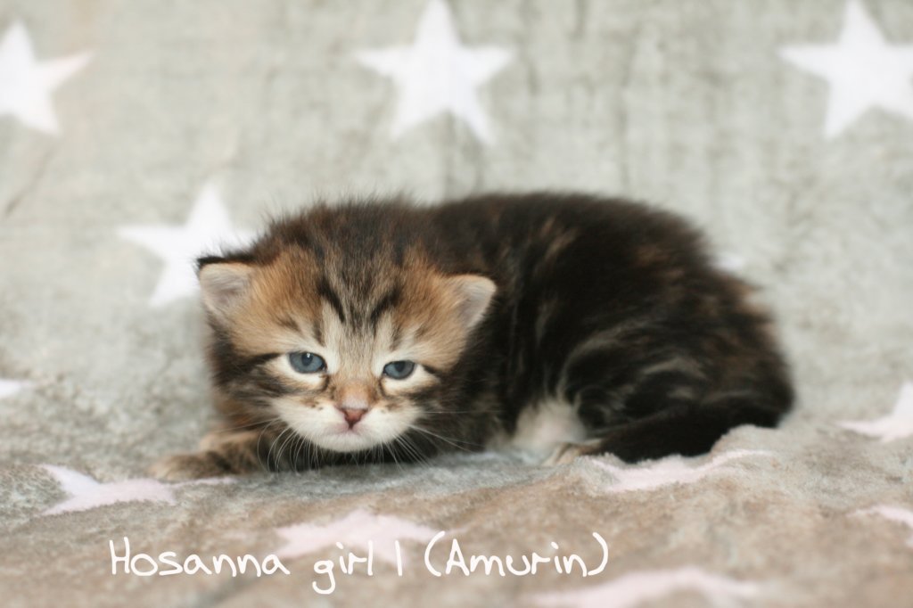 hosannagirl1amurinimg_4501.jpg