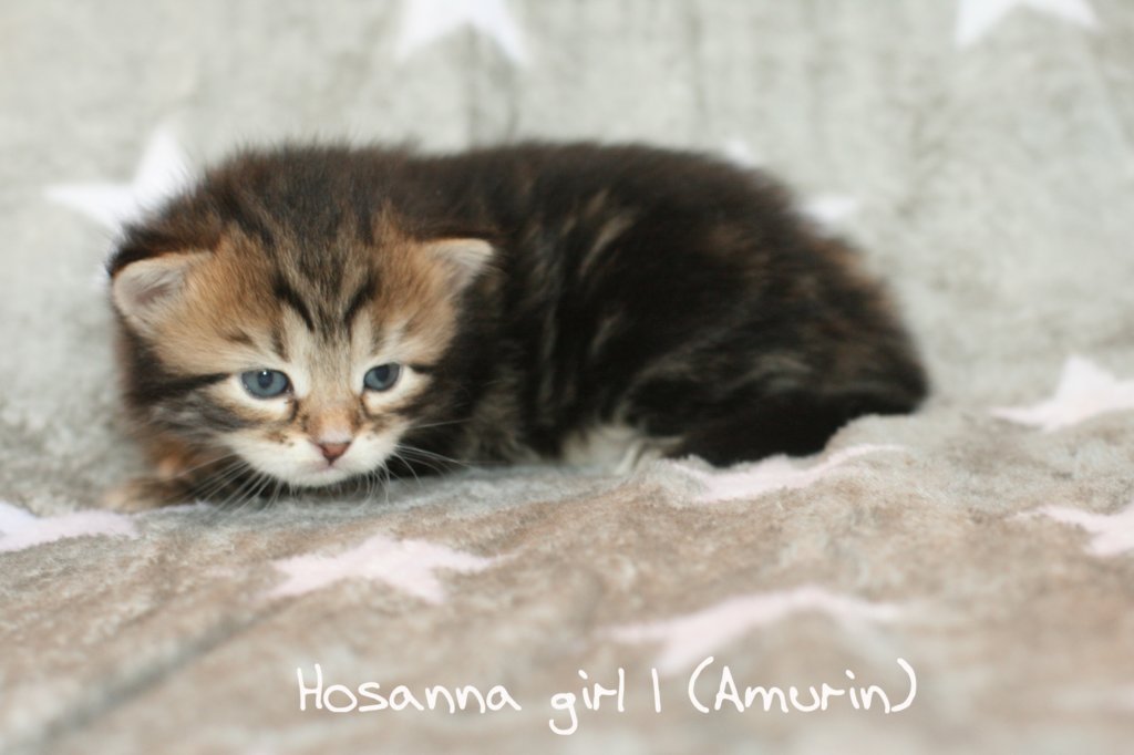 hosannagirl1amurinimg_4502.jpg