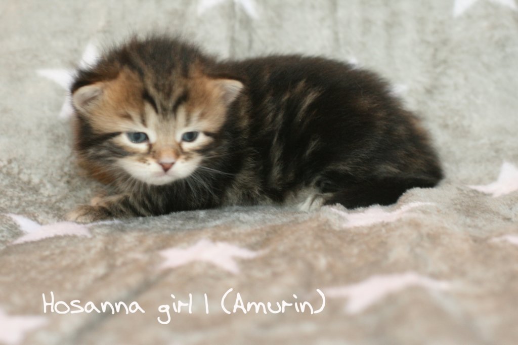 hosannagirl1amurinimg_4503.jpg