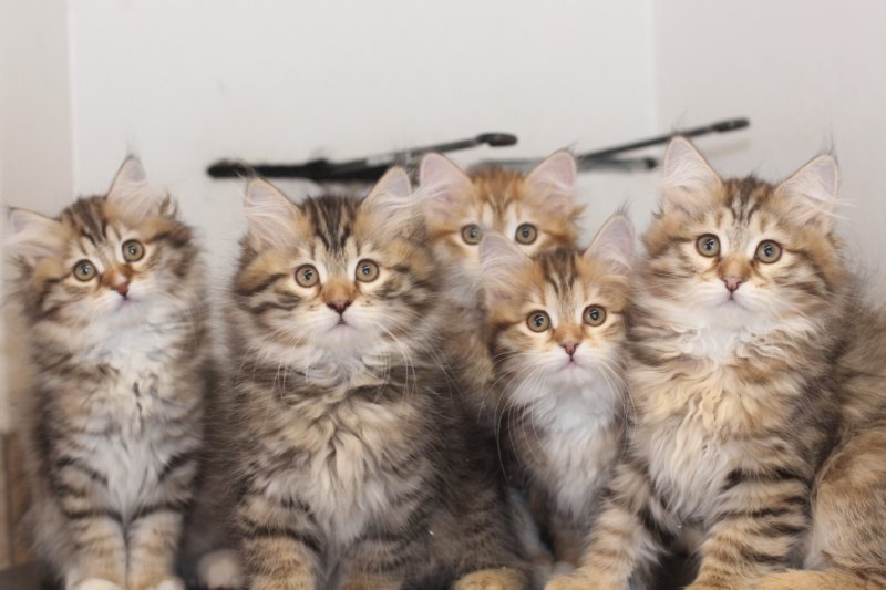 h4litter11weeks322021together1.jpg