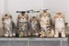h4litter11weeks322021together10_small.jpg