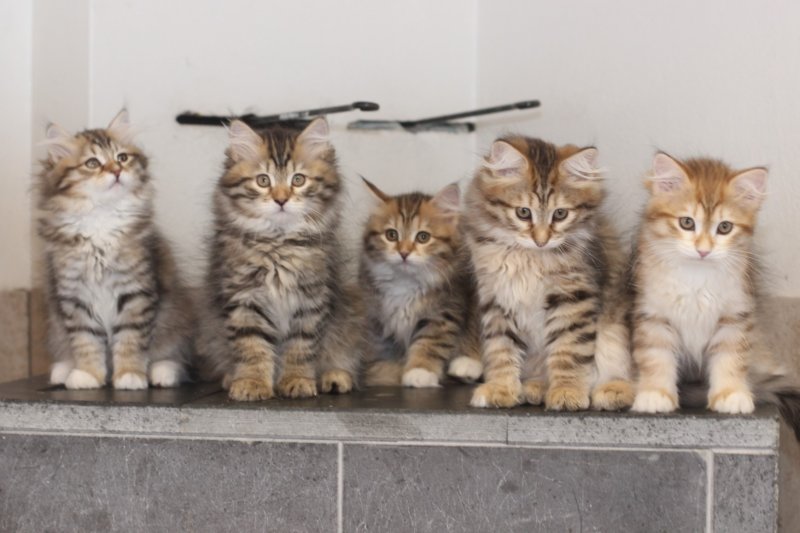 h4litter11weeks322021together11.jpg