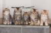 h4litter11weeks322021together11_small.jpg