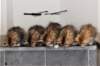 h4litter11weeks322021together12_small.jpg