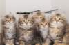 h4litter11weeks322021together1_small.jpg