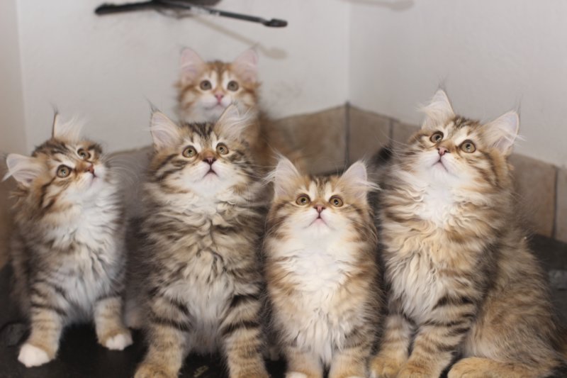 h4litter11weeks322021together2.jpg