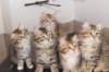 h4litter11weeks322021together3_small.jpg