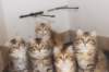 h4litter11weeks322021together4_small.jpg