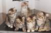 h4litter11weeks322021together5_small.jpg