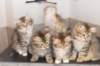 h4litter11weeks322021together6_small.jpg