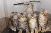 h4litter11weeks322021together7_small.jpg