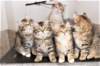 h4litter11weeks322021together8_small.jpg