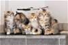 h4litter11weeks322021together9_small.jpg