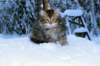 hanniel9viikkoa20126_small.jpg