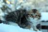 hazel9viikkoa20110_small.jpg