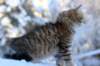 hazel9viikkoa20112_small.jpg