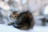 hazel9viikkoa20115_small.jpg