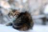 hazel9viikkoa20116_small.jpg