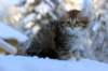 hazel9viikkoa20117_small.jpg