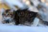 hazel9viikkoa20118_small.jpg
