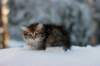 hazel9viikkoa20119_small.jpg