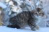 hazel9viikkoa20126_small.jpg
