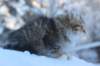 hazel9viikkoa20127_small.jpg