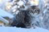 hazel9viikkoa20128_small.jpg