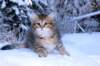hezeki9viikkoa20111_small.jpg