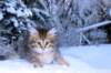 hezeki9viikkoa20113_small.jpg