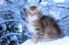 hezeki9viikkoa20116_small.jpg