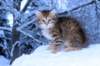 hezeki9viikkoa20119_small.jpg