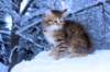 hezeki9viikkoa20120_small.jpg