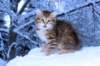 hezeki9viikkoa20121_small.jpg